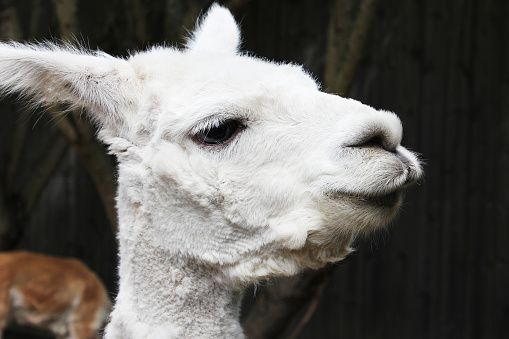 A tired alpaca waiting for some snacks