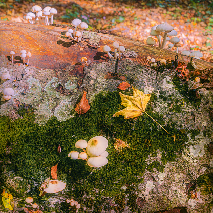 autumnal composition