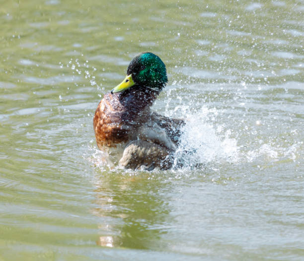 istock Duck splashing in the water on a sunny summer day 2042346338