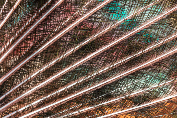 A detailed view of a beautiful peacock, showcasing its distinctive features and unique plumage in a serene outdoor environment. The blurred background adds depth and focus to the peacock's striking appearance.