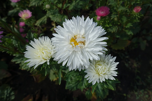 Opening white flowers of three China asters in September