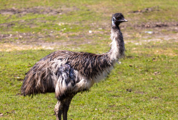 Portrait of an emu (Struthio camelus).