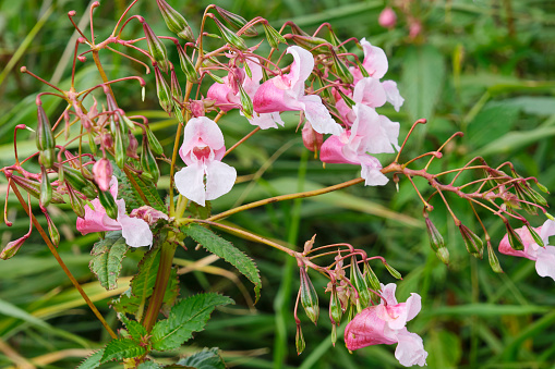 The pink flowers and green seed pods of a Himalayan balsam or Impatiens glandulifera plant in springtime.