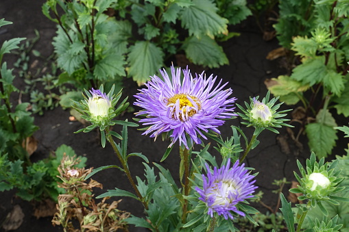 Buds and half open violet flowers of China asters in August