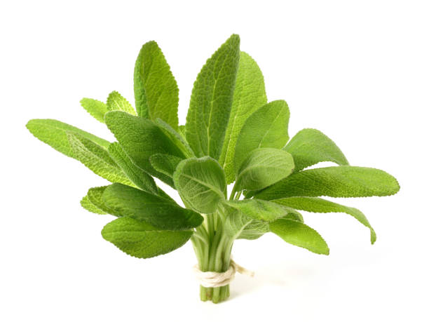 istock Bunch of Fresh Sage on white Background 2042358180