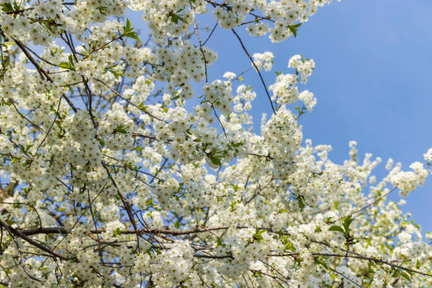 istock spring garden with cherry blossoms in sunny weather 2042363117