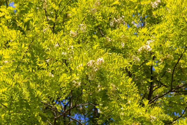 the acacia tree is white with green foliage during flowering in spring, a beautiful acacia tree in sunny weather