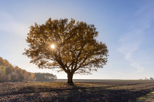 istock an old huge oak with orange autumn foliage 2042363688