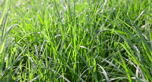 green soft grass in spring close-up