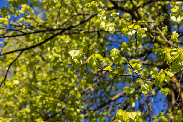 Cherry tree in the spring