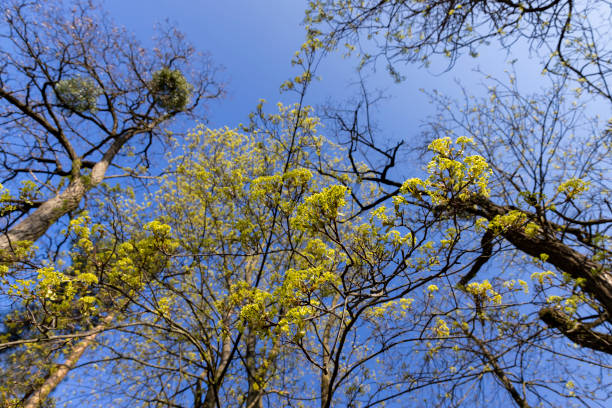 green foliage and maple flowers on trees in the spring season, the first beautiful and bright foliage on maples in spring