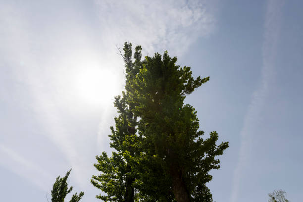 sunshine forest
