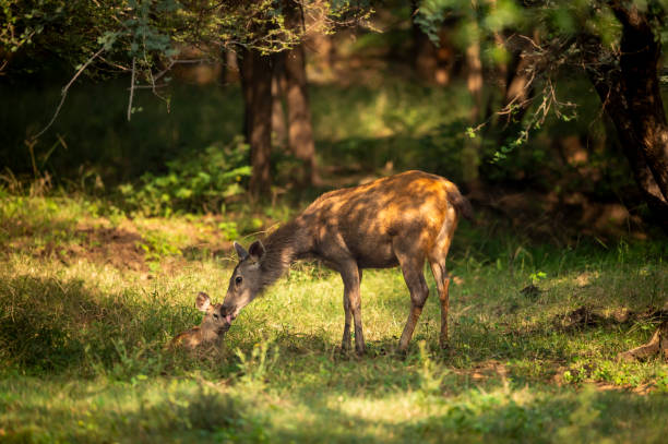 wild mother sambar deer or rusa unicolor mother loving caring nursing licking her baby fawn in natural scenic green bacground in winter season safari at ranthambore national park forest rajashan india - bandhavgarh national park ranthambore national park juvenile sambar fotografías e imágenes de stock