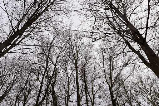 bare branches of maples in the winter season in the park