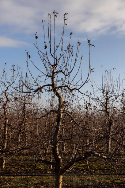 雪解けと氷解け中の木々が生い茂るリンゴ園 - apple tree branch ストックフォトと画像