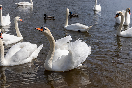 a large number of white swans on the lake in summer, many white swans are fed by people in sunny weather