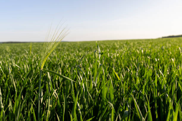 istock green young wheat in the field in the spring 2042368334