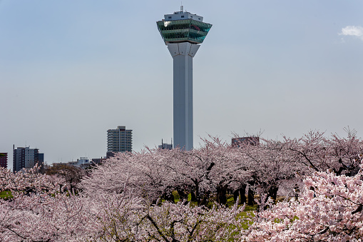 Toyko sky tree