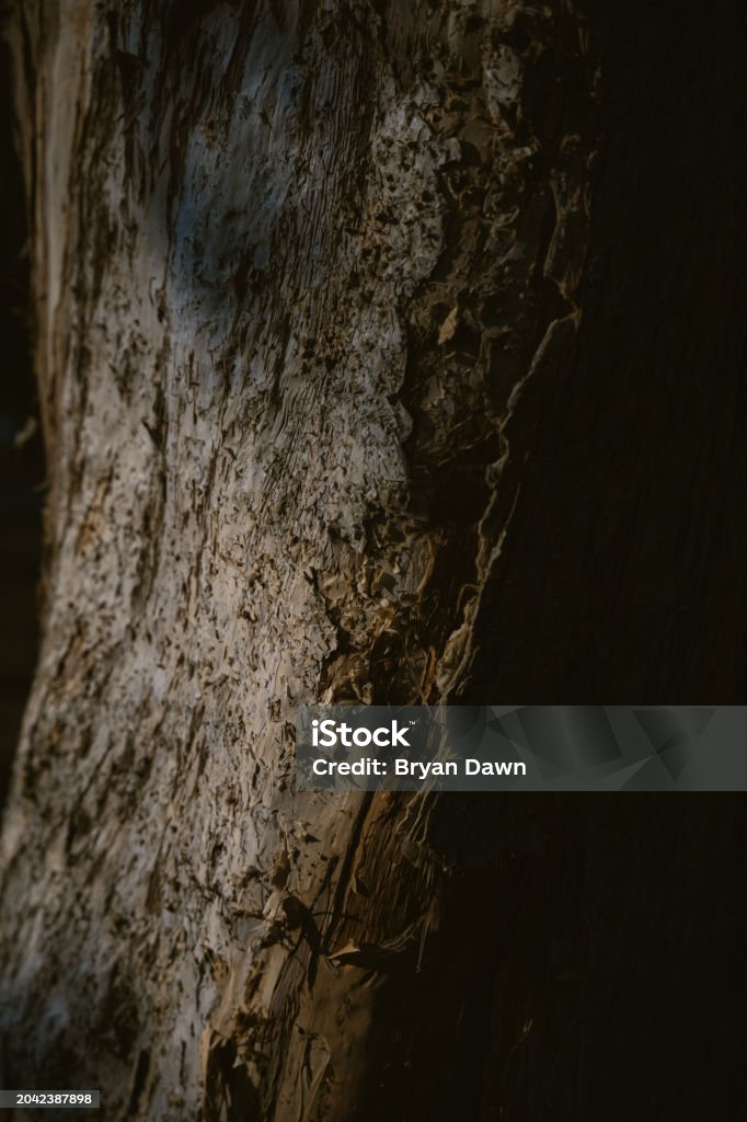 Abstract Tree Texture Trees Texture Stock Photo - Download Image Now - Abstract, Agricultural ...