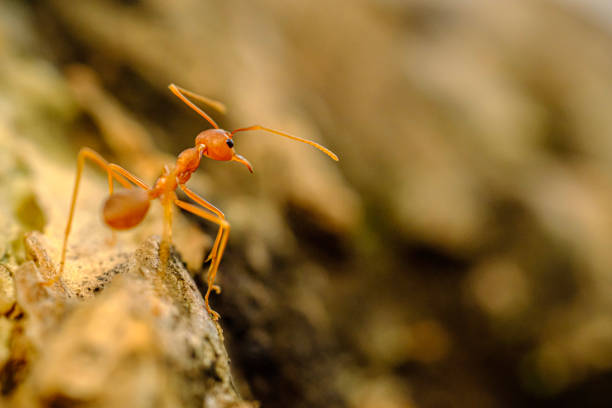istock portrait of a red ant walking 2042390038