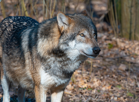 Portrait of a male European wolf. The wolf is looking into the camera on a blurred forest background