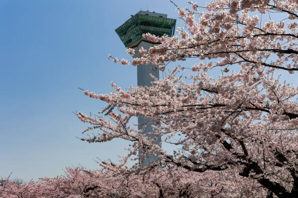 istock Beautiful pink Cherry Blossom (Sakura) blooming during the springtime (Hakodate, Hokkaido, Japan) 2042396309