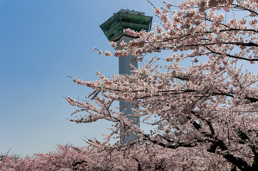 Berlin's TV Tower piercing the blue sky, an iconic symbol soaring above the city's skyline.