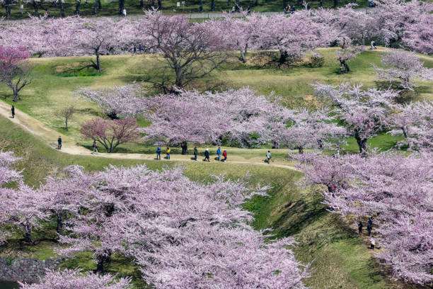 People enjoying Sakura (Cherry Blossom) blooming during the springtime