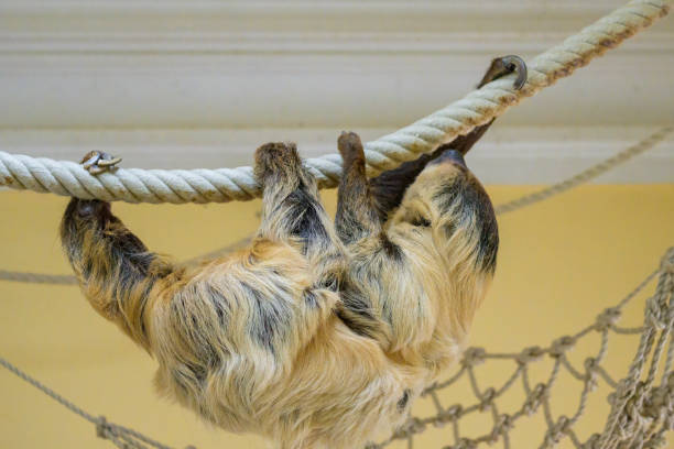 A two toed sloth climbing on a rope in a zoo