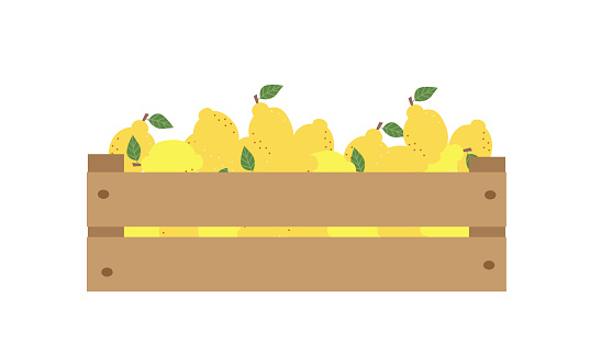 Fresh lemons in a wooden box on a white background. Vector icon flat cartoon style , harvest fresh and eco fruits , natural and tatsy juice.