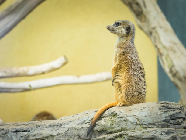 Close-up photo of an adorable meerkash.