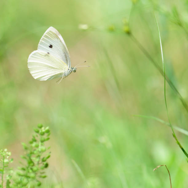 istock Pieris rapae (Cabbage white butterfly) in flight among Summertime plants. 2042410127