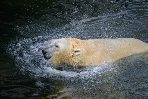Polar Bear swims in turquoise water