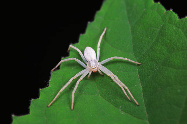 Spiders in the wild, North China