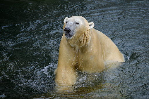 Polar bear peeking out of the water