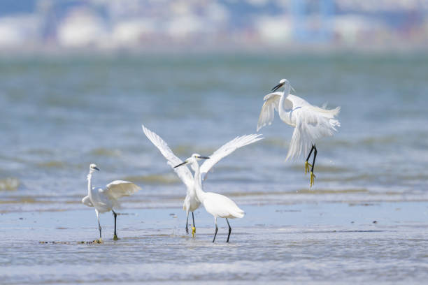 Two Little Egrets fighting on the beach, sunny day in northern France