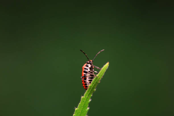 Hemiptera bugs in the wild, North China