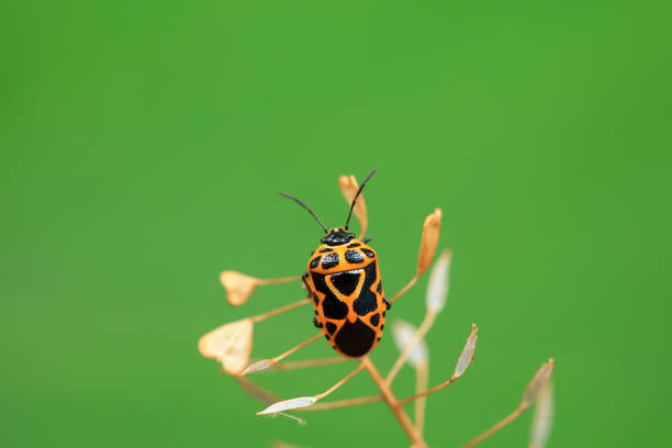 Hemiptera bugs in the wild, North China