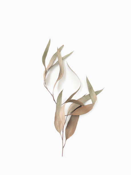 istock eucalyptus branch leaves on light background with shadows. Minimal style design 2042418653