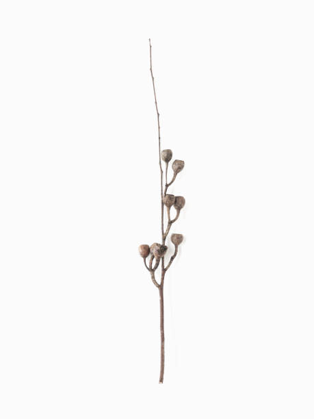 istock Dried seeds of eucalyptus on branch on light gray background 2042418654
