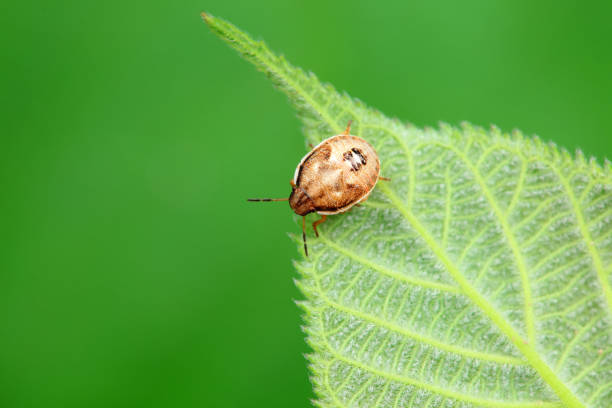istock Hemiptera bugs in the wild, North China 2042420288