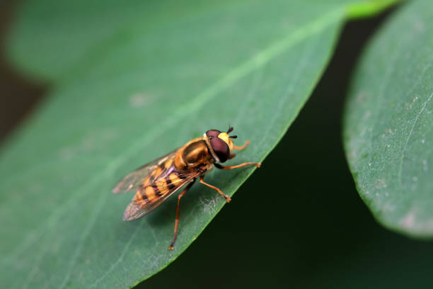 istock Aphid eating flies in the wild, North China 2042421884