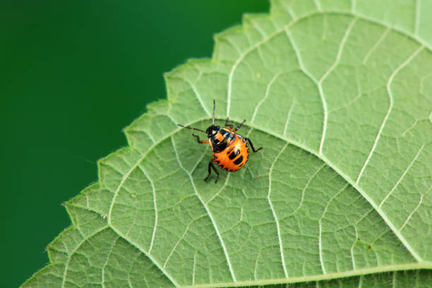 istock Hemiptera bugs in the wild, North China 2042428725