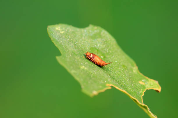 istock Hispidae family insect crawl on plants, North China 2042431872