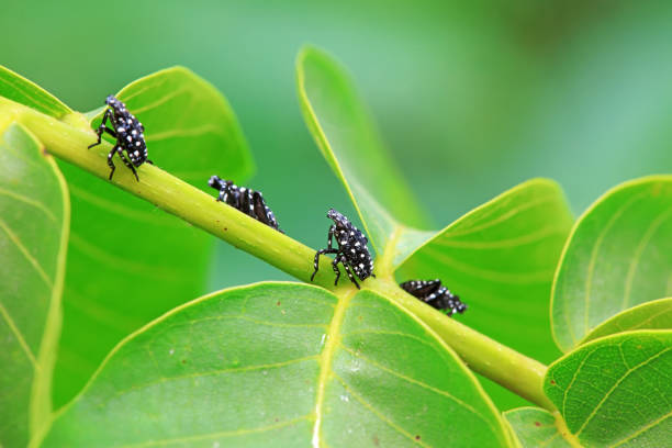 Hemiptera wax Cicadellidae insects on wild plants, North China