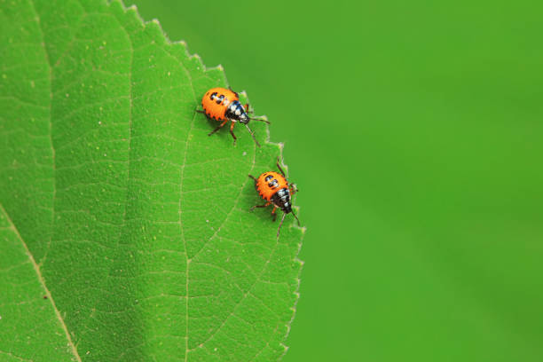 Hemiptera bugs in the wild, North China