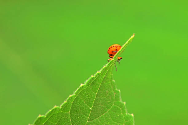 Hemiptera bugs in the wild, North China