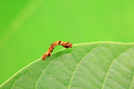 Lepidoptera larva inchworm in the wild, North China