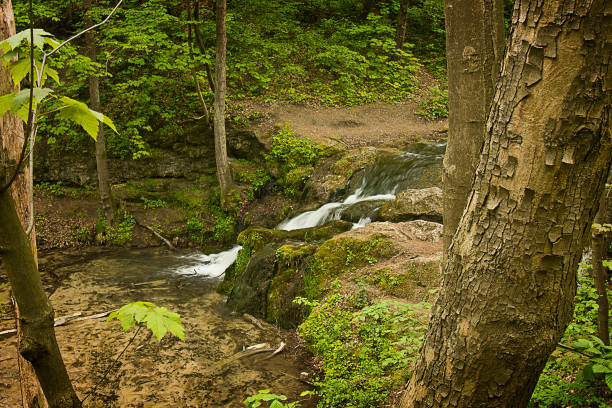 stream with a small waterfall in a green forest