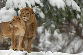 lion and lioness standing against the backdrop of a snowy forest